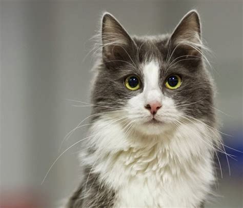 Samicraft: Grey And White Cat Breeds Long Hair