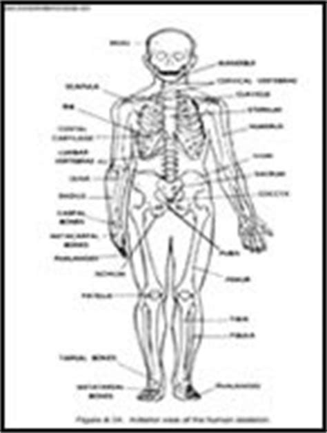 labelled male human skeleton
