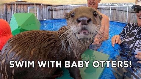 Swimming With Baby Otters - YouTube