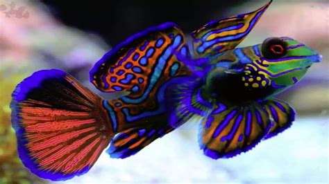 Pin on mandarin dragonette goby fish