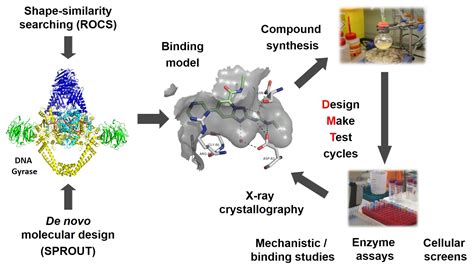 Exploring novel binding pockets in DNA gyrase and DNA topoisomerase IV ...