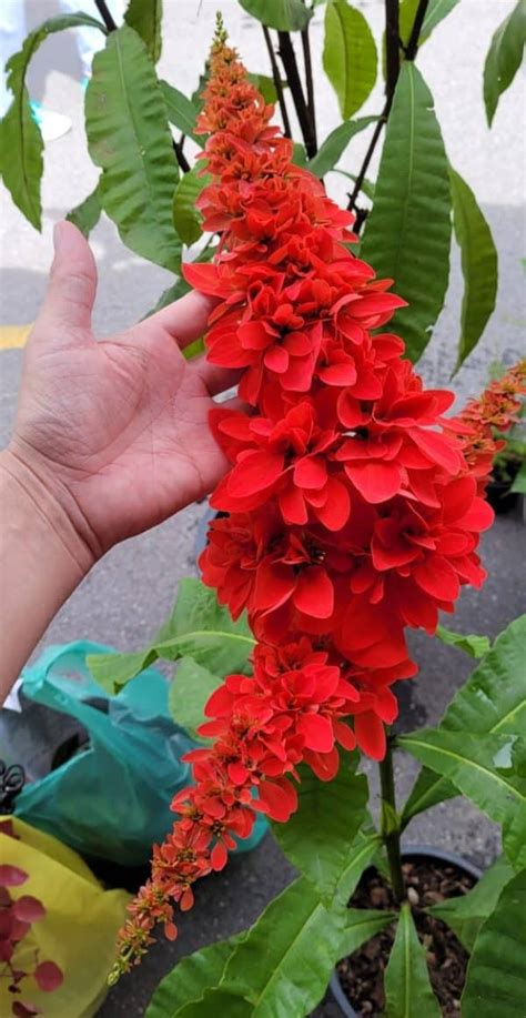 Warszewiczia coccinea 'Double Chaconia' - Tropics @Home