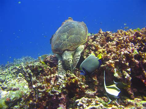 Similan islands snorkeling | Day trips, Snorkeling, Trip