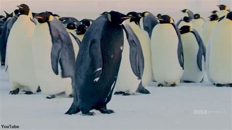 Watch: Incredibly Rare All-Black Penguin Caught on Film | Coast to Coast AM