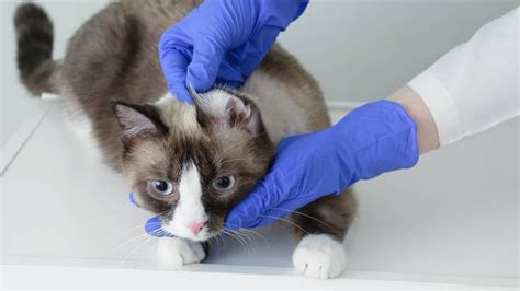 Common Reasons For Cats To Visit A Vet | RSPCA Pet Insurance