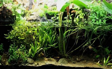 The Definitive Guide to Creating a Paludarium (Tank, Plants and Building Suggestions ...