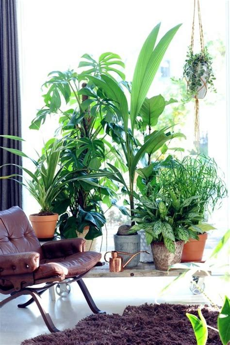 Pin by .Leïla.T on PLANTS | Feng shui plants, Plants, Feng shui garden
