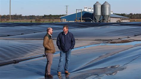 Methane From Pig Poop Could Be Big Business For Hog Farmers : The Salt ...