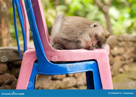 Sleeping monkey stock image. Image of funny, macaque - 24603675