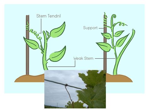 Tropic Movements in Plants - 6 Types with Examples - CBSE Class Notes Online - Classnotes123