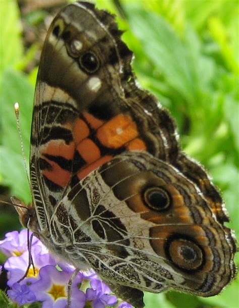 Discovering His Creation: American Lady Butterfly (Vanessa virginiensis)