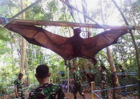 Giant golden-crowned flying fox - Interesting Facts