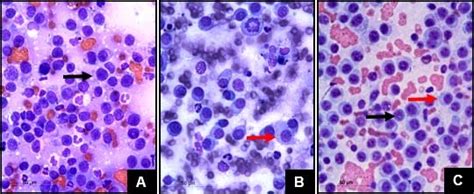 Photomicrographs of morphological patterns of canine TVT cells by... | Download Scientific Diagram