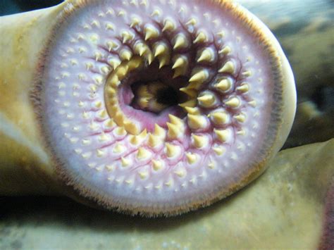 Lampreys: Sea Lamprey & Freshwater Lamprey Facts, Species, & Pictures - HubPages