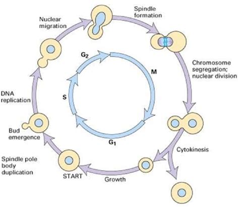 Yeast Cells Budding