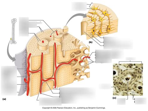 Components of Compact Bone Diagram | Quizlet