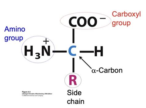 Exam I (Lectures 6-10: Amino Acids and Proteins) Flashcards | Quizlet