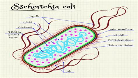 Source of E. coli increase in EU being investigated | Food Safety News