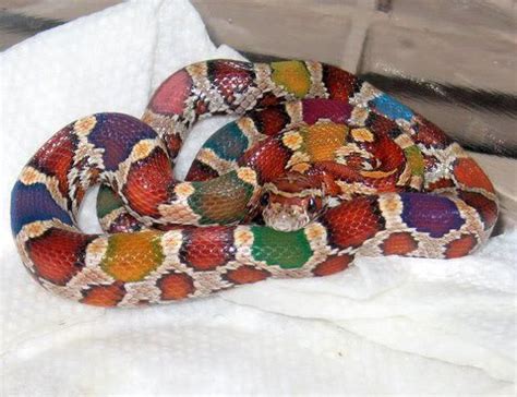 I have never seen a snake look like this with all of the different colors :D | Reptiles ...