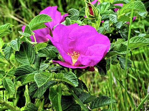 Beach Plum Flower 1 Photograph by John Trommer | Fine Art America