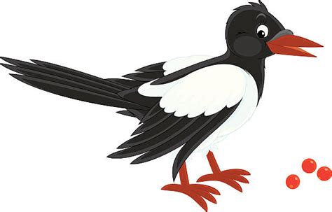 Magpie Clip Art, Vector Images & Illustrations - iStock