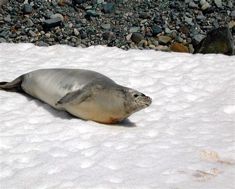 [Antarctic Animals] Crabeater Seal (Lobodon carcinophagus); Image ONLY