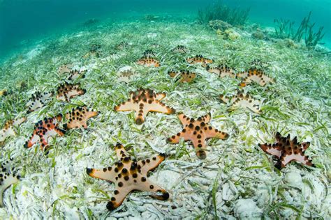 Chocolate Chip Starfish: Care Guide For The Spotted Species