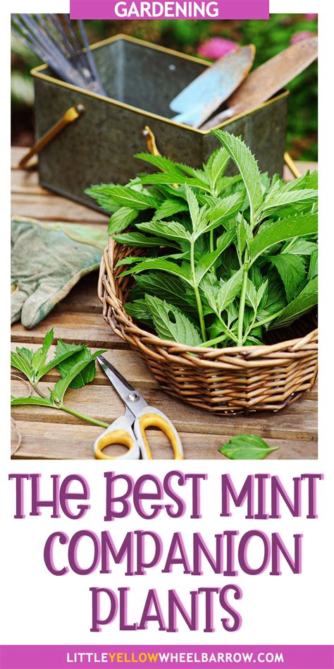 The Best Mint Companion Plants