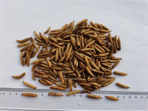 Dried Hermetia Illucens Larvae for Ornamental Fish Feeding - China Hermetia Illucens and ...