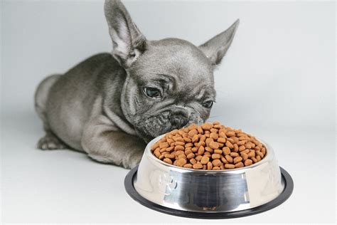 How to Choose the BEST French Bulldog Food - Guide to a Healthy Diet ...