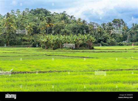 Agriculture and rice cultivation in Mirissa in the south of Sri Lanka ...