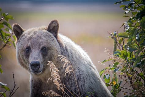 Grizzly bear in Glacier National Park, Montana [OC] [x-post from r/pics ...