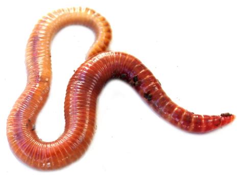 Why Grow Worms? - VermiCo