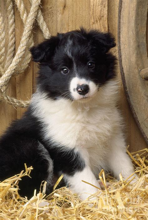 Border Collie Puppy Dog Photograph by John Daniels