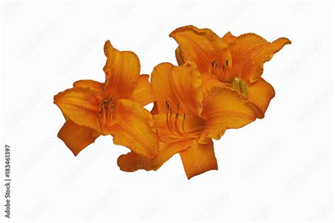 Krakatoa Lava daylily (Hemerocallis x Krakatoa Lava). Image of flowers isolated on white ...