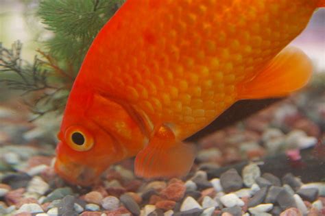 Wakin Goldfish: Care Guide, Lifespan and More | The Goldfish Tank