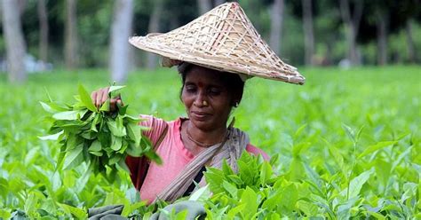 Tea plantation workers return to work as wage fixed at Tk 170 | Prothom Alo