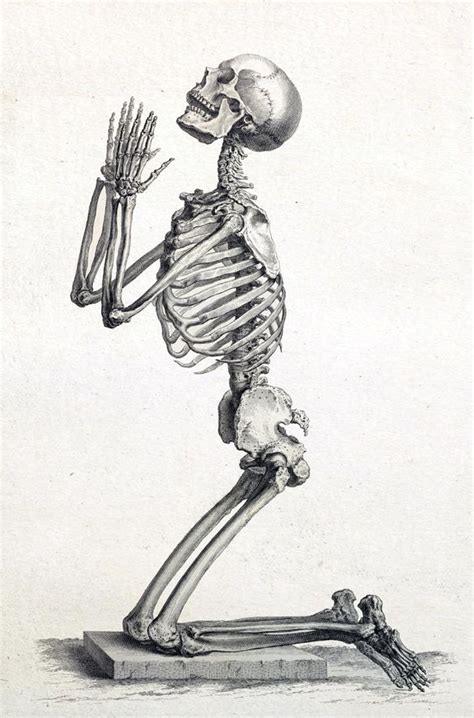 Human Skeleton Print Anatomy Skeleton Picture Medical Art - Etsy ...