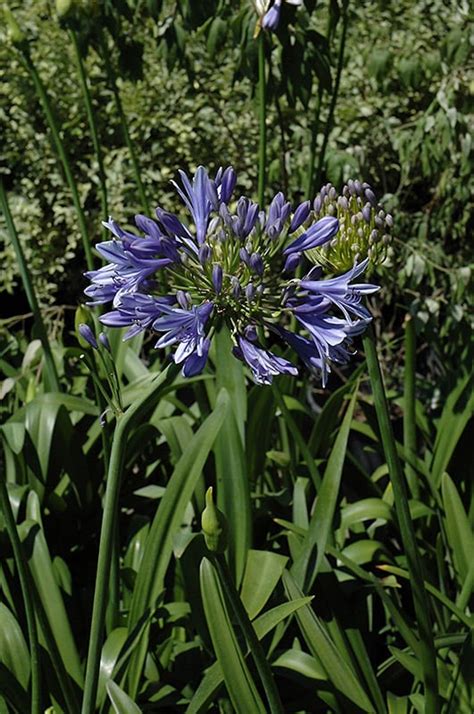 Midknight Blue Agapanthus | Calloway's Nursery