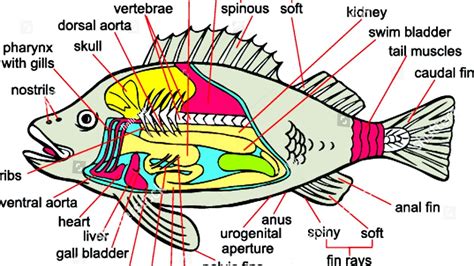 Anatomy Of A Fish - Fish Choices