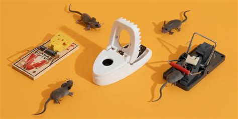 The Top 5 Best Animal Traps for Effective Pest Control