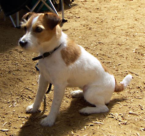 File:Jack-Russell-Terrier.jpg - Wikimedia Commons