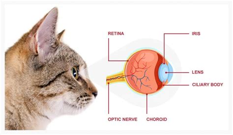 Eye Inflammation (Anterior Uveitis) In Cats - PetlifeCA