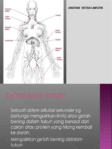 Anatomi Fisiologi Sistem Limfatik | PDF