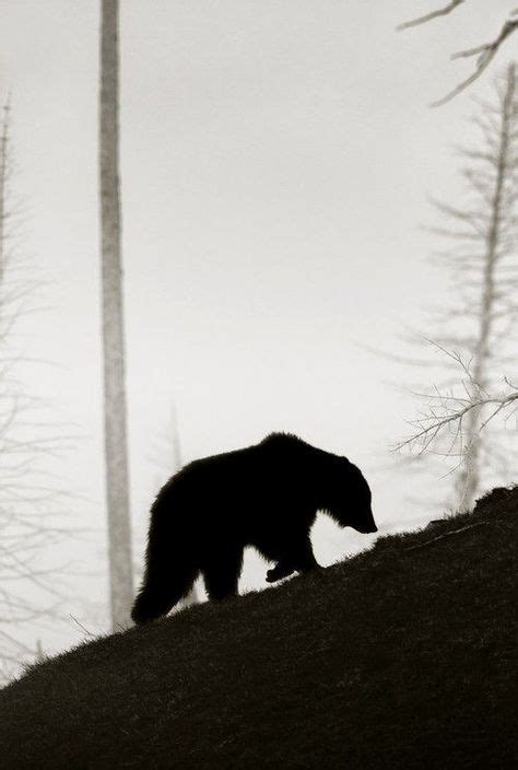 Grizzly bear walking up hillside on a wintery day in May in Yellowstone ...