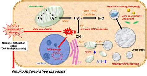 Associations Among Lysosomal Dysfunction, Mitochondrial Dysfunction, and Neurodegenerative ...