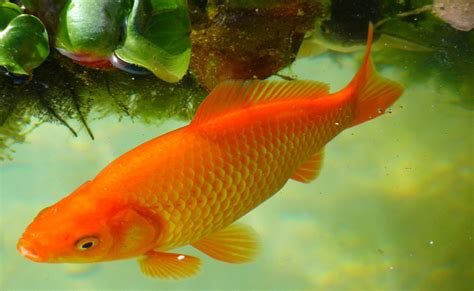 Top 10+ quel poisson avec poisson rouge