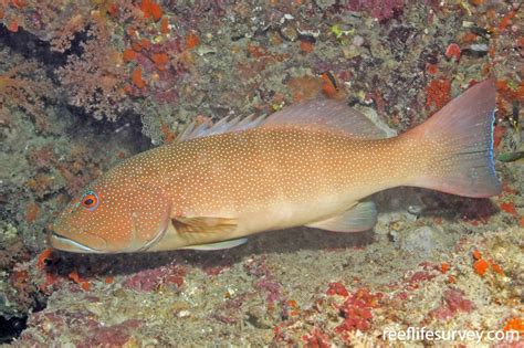 Plectropomus leopardus - Coral Trout | ReefLifeSurvey.com