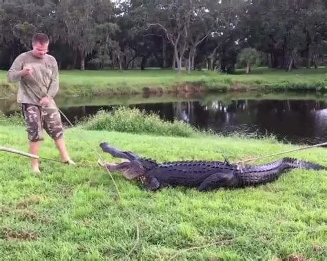 Onlookers Form Human Chain to Save Man From Alligator in Florida ...