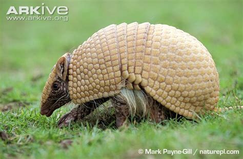 Brazilian Three-banded Armadillo | Animal Database | FANDOM powered by Wikia